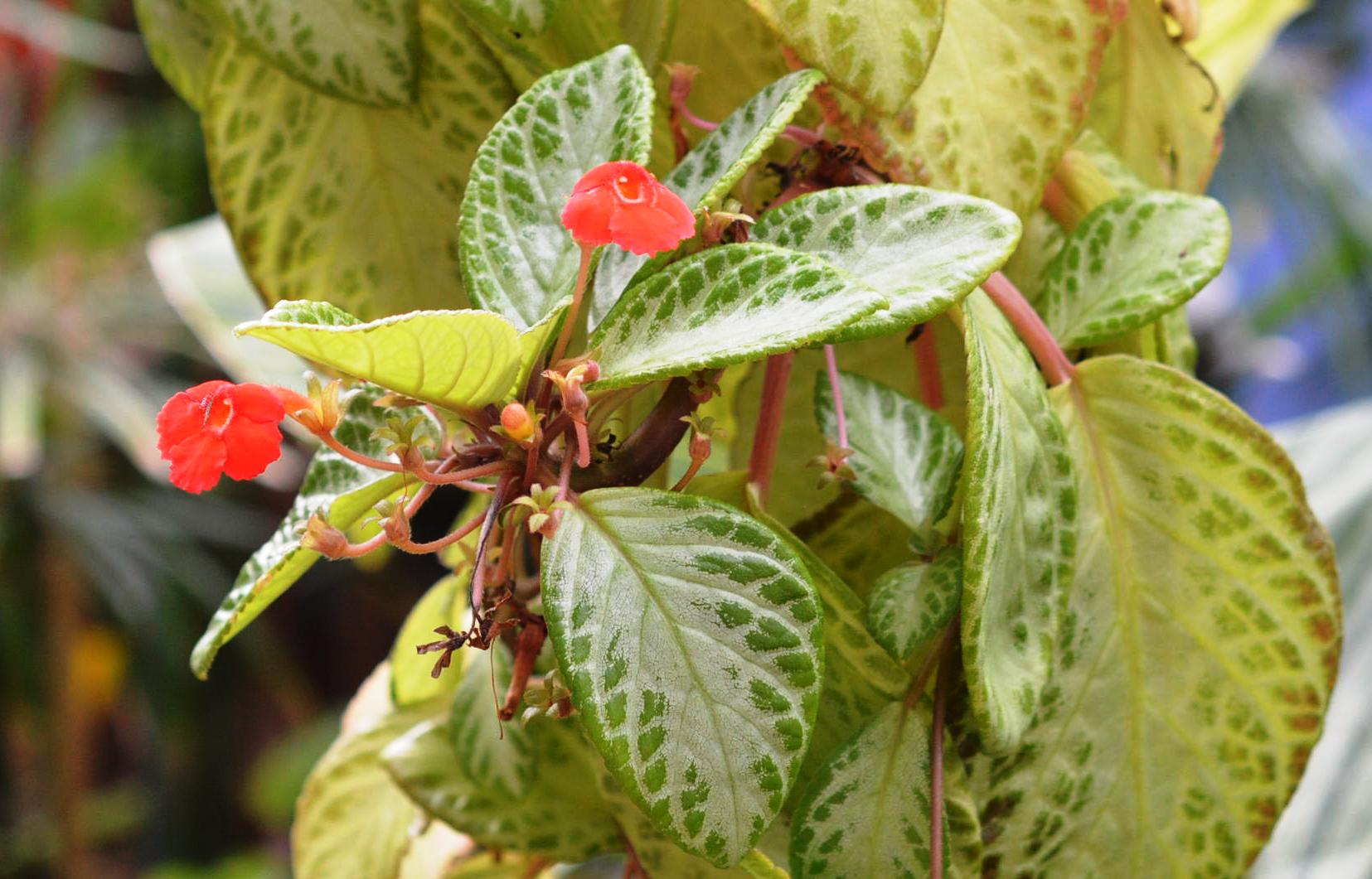 Gesneriaceae eFlora of India